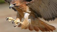 Birds hawks