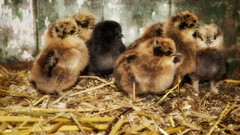Birds hay chicks (chickens) baby birds