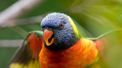 Birds HDR Photography