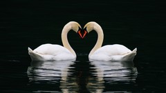 Birds Hearts Swans