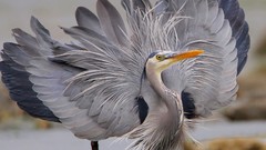 Birds herons