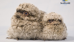 Birds high Resolution