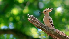 Birds hoopoe