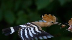 Birds hoopoe