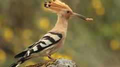 Birds hoopoe