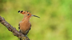 Birds hoopoe