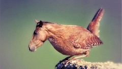 Birds Horses mutation WTF Photo manipulation