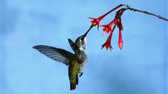 Birds hummingbirds