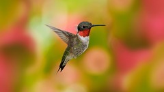 Birds hummingbirds