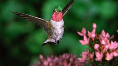 Birds hummingbirds