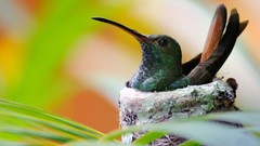 Birds hummingbirds