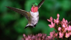 Birds hummingbirds