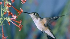 Birds hummingbirds