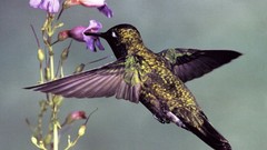 Birds hummingbirds