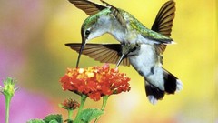 Birds hummingbirds