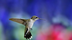 Birds hummingbirds