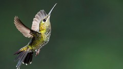 Birds hummingbirds