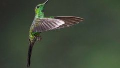 Birds hummingbirds