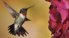 Birds hummingbirds