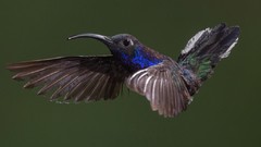 Birds hummingbirds