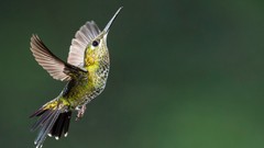 Birds hummingbirds