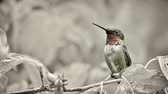 Birds hummingbirds