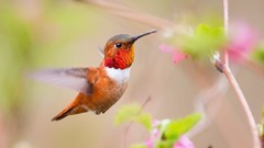Birds hummingbirds