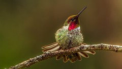 Birds hummingbirds