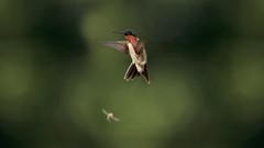 Birds hummingbirds