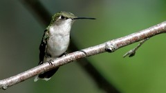Birds hummingbirds