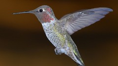 Birds hummingbirds