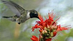 Birds hummingbirds