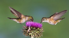 Birds hummingbirds cactus flowers