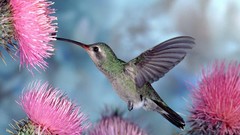Birds hummingbirds duplicate cactus flowers