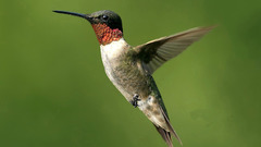 Birds hummingbirds iridescence