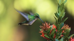 Birds hummingbirds iridescence