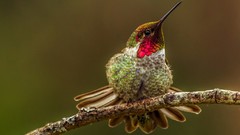 Birds hummingbirds iridescence