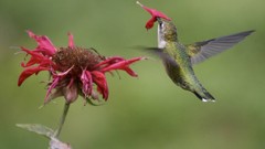 Birds hummingbirds national geographic