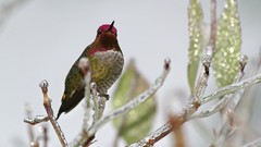Birds hummingbirds national geographic