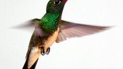 Birds hummingbirds Simple Background