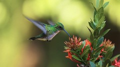 Birds hummingbirds wildlife