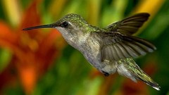 Birds hummingbirds wildlife