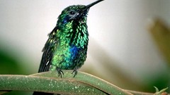 Birds hummingbirds wildlife iridescence