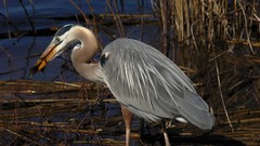 Birds hunting lakes herons