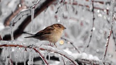 Birds icicles sparrow