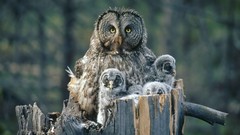 Birds idaho owlet Owls baby birds