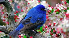 Birds Indigo Bunting