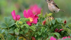 Birds Japan pink flowers