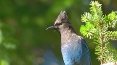 Birds Jays
