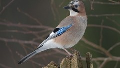 Birds Jays